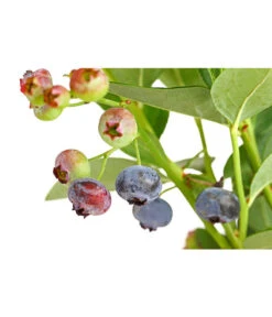 Dehner Gourmet Garten Heidelbeere 'Spartan' 11 Dehner Gourmet Garten Heidelbeere 'Spartan' -Geschäft Für Pflanzensamenbedarf 7665508 PR DE 002 GourmetGartenHeidelbeereSpartan3LiterDehnerExpressHerzig