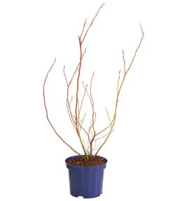 Dehner Gourmet Garten Heidelbeere 'Spartan' 9 Dehner Gourmet Garten Heidelbeere 'Spartan' -Geschäft Für Pflanzensamenbedarf 7665508 WE FS 001 GGHeidelbeereSparten3L