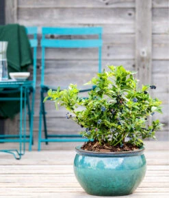 Dehner Gourmet Garten Heidelbeere 'Spartan' 10 Dehner Gourmet Garten Heidelbeere 'Spartan' -Geschäft Für Pflanzensamenbedarf 7665508 WE MO HeidelbeereSpartan