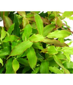 4-Monats-Heidelbeere 'Lucky Berry®' -Geschäft Für Pflanzensamenbedarf 7665847 WE DE 04 VacciniumHeidelbelbeereLuckyBerry5L