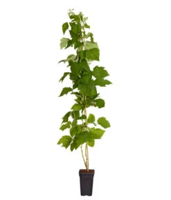 Bestseller -Geschäft Für Pflanzensamenbedarf 7666662 PR FS 002 Himbeere HomeCaneDehnerExpressZS