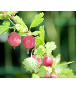 Stachelbeere 'Hinnonmäki', Stämmchen 7 Stachelbeere 'Hinnonmäki', Stämmchen -Geschäft Für Pflanzensamenbedarf 7668494 PR DE 001 StachelbeereHinnomaekiPixabay