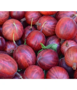 Stachelbeere 'Hinnonmäki', Stämmchen