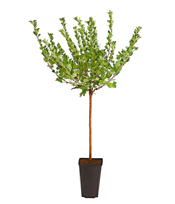 Stachelbeere 'Hinnonmäki', Stämmchen 4 Stachelbeere 'Hinnonmäki', Stämmchen – Bild 2