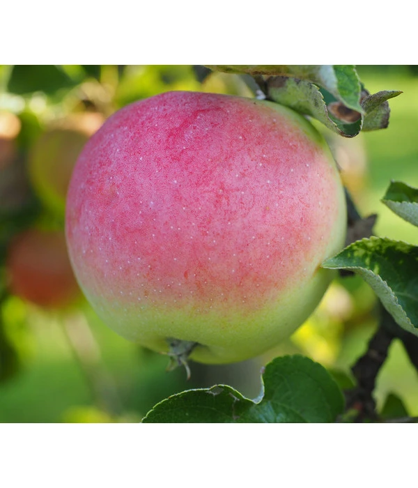 Herbstapfel 'Jakob Fischer' 3 Herbstapfel 'Jakob Fischer'