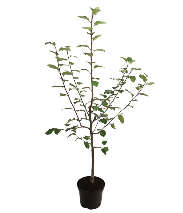 Herbstapfel 'Jakob Fischer' 4 Herbstapfel 'Jakob Fischer' – Bild 2