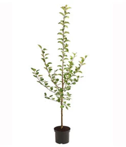 Apfel-Duo 'Jonagold/Boskoop' -Geschäft Für Pflanzensamenbedarf 7691769 PR FS 001 ApfelDuoJonagoldBoscopMalus95LiterDehnerExpressHerzig