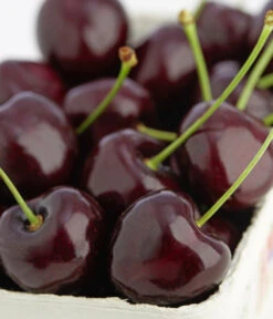 Süßkirschen-Duo 'Kordia/Burlat' -Geschäft Für Pflanzensamenbedarf 7703143 PR DE 001 KirscheKordiaDehnerExpressZS