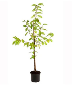 Süßkirschen-Duo 'Kordia/Burlat' -Geschäft Für Pflanzensamenbedarf 7703234 PR FS 001 KirschenDuoKordiaBurlat95LiterDehnerExpressHerzig