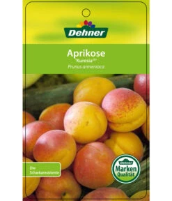 Aprikose 'Kuresia' 8 Aprikose 'Kuresia' -Geschäft Für Pflanzensamenbedarf 7704158 AprikoseKuresia Etikett 1