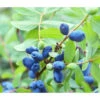 Sibirische Blaubeere 'MyBerry® Sweet' 2 Sibirische Blaubeere 'MyBerry® Sweet' -Geschäft Für Pflanzensamenbedarf 7708399 PR DE 001 LoniceraBlaubeereMaibeereFotolia86693979