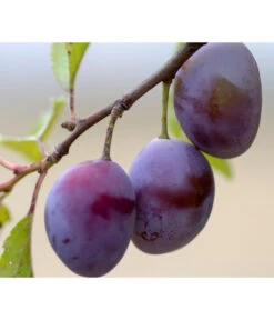 Säulenpflaume 'Marika'