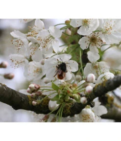 Süßkirsche 'Merchant' -Geschäft Für Pflanzensamenbedarf 7710205 PR DE 002 PrunusSuesskirscheMerchantPixabay