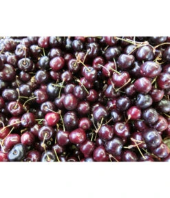 Süßkirsche 'Merchant' -Geschäft Für Pflanzensamenbedarf 7710205 WE MO 002 KirscheMerchantPixabay