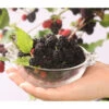 Maulbeere 'Mojo Berry' -Geschäft Für Pflanzensamenbedarf 7714579 WE DE 004 MorusMaulbeereBonBonBerryMojoBerry