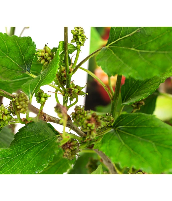 Maulbeere 'Mojo Berry' 5 Maulbeere 'Mojo Berry' – Bild 3