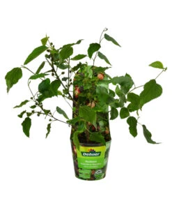 Maulbeere 'Mojo Berry' 6 Maulbeere 'Mojo Berry' -Geschäft Für Pflanzensamenbedarf 7714579 WE FS 011 MorusMojoBerrieMaulbeereT13