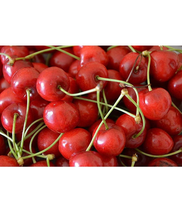 Sauerkirsche 'Morellenfeuer' 5 Sauerkirsche 'Morellenfeuer' – Bild 3