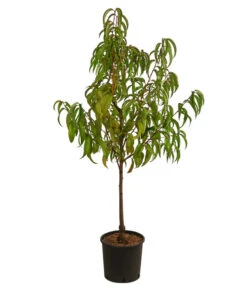 Nektarine 'Fantasia' -Geschäft Für Pflanzensamenbedarf 7720170 WE FS 001 PrunusNektarineFantasiaDehnerExpressHerzig