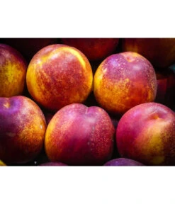 Nektarine 'Fantasia' -Geschäft Für Pflanzensamenbedarf 7720170 WE MO 002 NektarineFantasiaPixabay