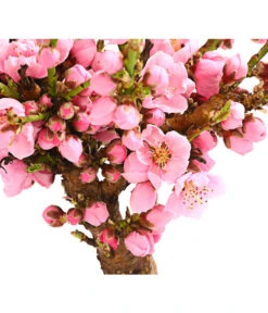 Zwergnektarine 'Nectarella' -Geschäft Für Pflanzensamenbedarf 7720204 PR DE 001 ZwergNektarine7LDehnerExpressHerzig