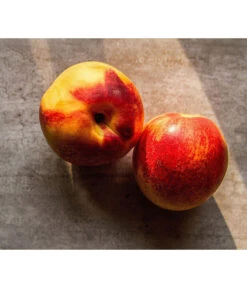 Zwergnektarine 'Nectarella' -Geschäft Für Pflanzensamenbedarf 7720204 WE DE 002 Zwergnektarine