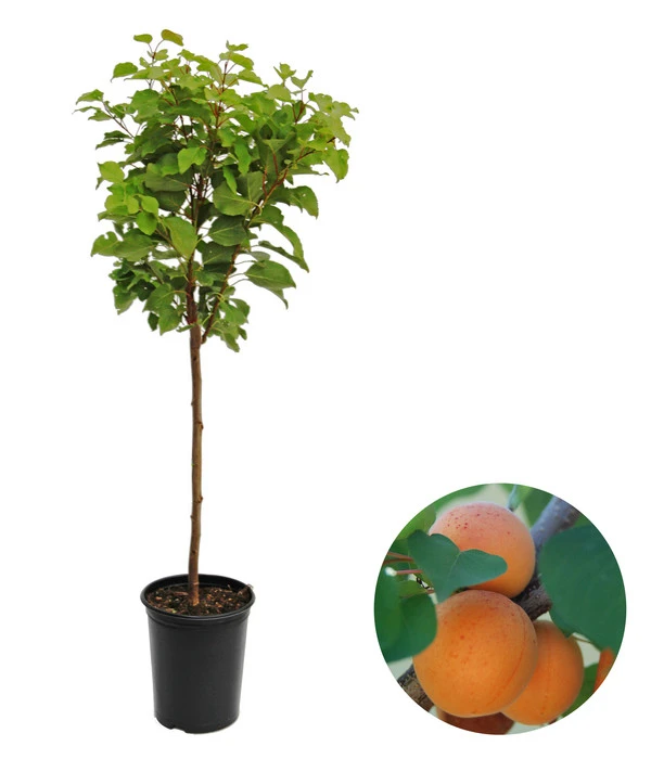 Zwergaprikose 'Kaluna' 3 Zwergaprikose 'Kaluna'