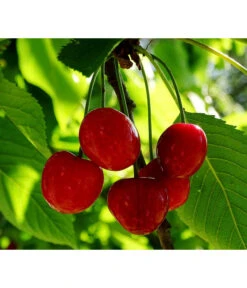 Bestseller -Geschäft Für Pflanzensamenbedarf 7724016 PR FS 001 PrunusZwergsauerkirschePixabay