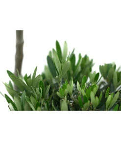 XXL Pompon-Olivenbaum, Ca. 160-180 Cm 7 XXL Pompon-Olivenbaum, Ca. 160-180 Cm -Geschäft Für Pflanzensamenbedarf 7724685 WE DE 001 XXLPompon Olivenbaum160 180cm