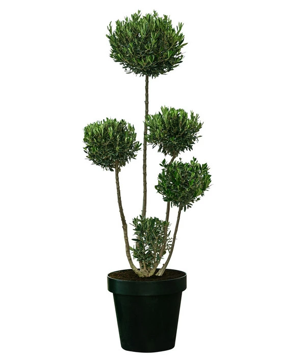 XXL Pompon-Olivenbaum, Ca. 160-180 Cm 3 XXL Pompon-Olivenbaum, Ca. 160-180 Cm