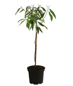 Pfirsich-Aprikose 'Pfirsicose®' 5 Pfirsich-Aprikose 'Pfirsicose®' -Geschäft Für Pflanzensamenbedarf 7728454 WE FS 001 PrunusPfirsicose