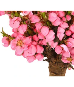 Zwergpfirsich 'Amber Pix Zee' -Geschäft Für Pflanzensamenbedarf 7728744 WE DE 001 ZwergPfirsich7LDehnerExpressHerzig