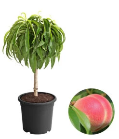 Zwergpfirsich 'Amber Pix Zee'