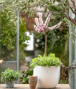 Zwergpfirsich 'Amber Pix Zee' -Geschäft Für Pflanzensamenbedarf 7728744 WE MO 001 ZwergPfirsich