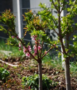 Zwergpfirsich 'Amber Pix Zee' -Geschäft Für Pflanzensamenbedarf 7728744 WE MO 003 ZwergpfirsichBauer