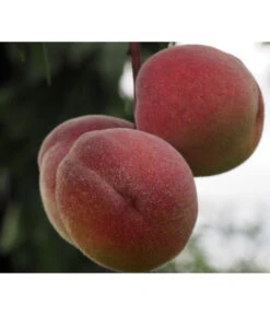 Zwergpfirsich, Rotlaubig 7 Zwergpfirsich, Rotlaubig -Geschäft Für Pflanzensamenbedarf 7728819 PR DE 001 PrunusPfirsichRubiraPixabayx