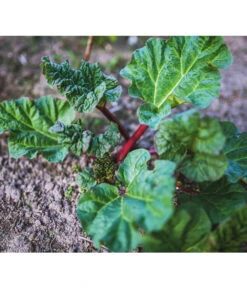 Dehner Gourmet Garten Himbeer-Rhabarber -Geschäft Für Pflanzensamenbedarf 7736028 PR 001 RheumRhabarberPixabay