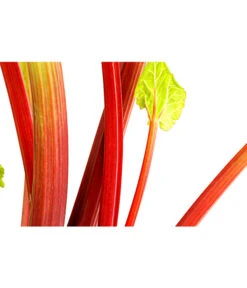 Dehner Gourmet Garten Himbeer-Rhabarber -Geschäft Für Pflanzensamenbedarf 7736028 PR DE 002 RhabarberHimbeere2LiterDehnerExpressHerzig