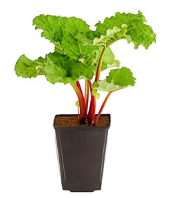 Bestseller -Geschäft Für Pflanzensamenbedarf 7736028 PR FS 002 RhabarberHimbeere2LiterDehnerExpressHerzig