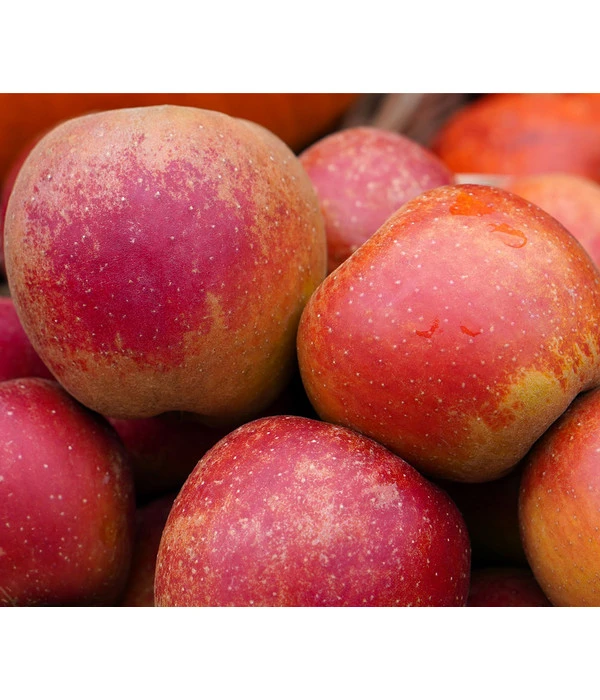 Winterapfel 'Roter Boskoop' 3 Winterapfel 'Roter Boskoop'
