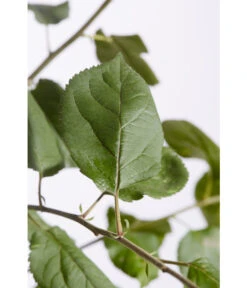 Winterapfel 'Roter Boskoop' 13 Winterapfel 'Roter Boskoop' -Geschäft Für Pflanzensamenbedarf 7745409 PR DE 001 ApfelRoterBoskoopMalusBusch95LiterDehnerExpressZS