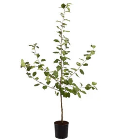 Winterapfel 'Roter Boskoop' 12 Winterapfel 'Roter Boskoop' -Geschäft Für Pflanzensamenbedarf 7745409 PR FS 001 ApfelRoterBoskoopMalusBusch95LiterDehnerExpressZS