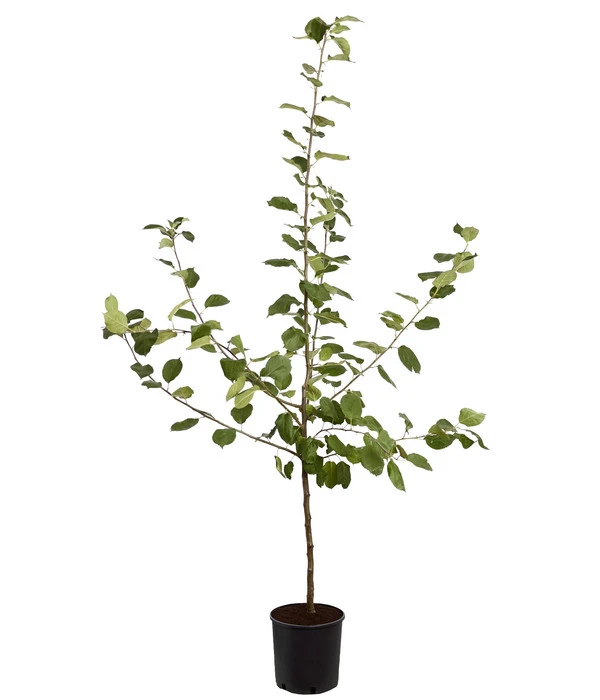 Winterapfel 'Roter Boskoop' 6 Winterapfel 'Roter Boskoop' – Bild 4