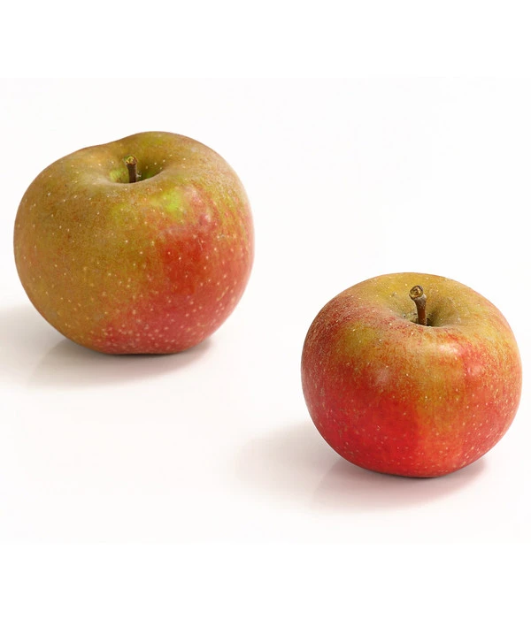 Winterapfel 'Roter Boskoop' 4 Winterapfel 'Roter Boskoop' – Bild 2