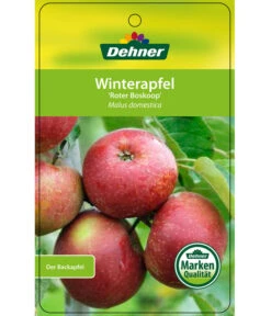 Winterapfel 'Roter Boskoop' 14 Winterapfel 'Roter Boskoop' -Geschäft Für Pflanzensamenbedarf 7745409 WinterapfelRoterBoskoop Etikett 1