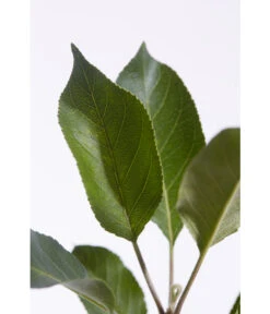 Sommerapfel 'Roter James Grieve' -Geschäft Für Pflanzensamenbedarf 7745730 PR DE 001 ApfelRoterJamesGrieveMalusBusch95LiterDehnerExpressZS