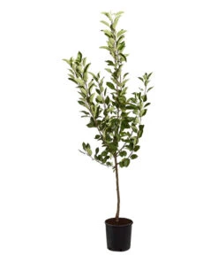 Sommerapfel 'Roter James Grieve' -Geschäft Für Pflanzensamenbedarf 7745730 PR FS 001 ApfelRoterJamesGrieveMalusBusch95LiterDehnerExpressZS