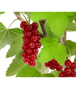 Rote Säulenjohannisbeere 5 Rote Säulenjohannisbeere -Geschäft Für Pflanzensamenbedarf 7745946 WE DE 001 RibesJohannisbeereRovadaFU5L