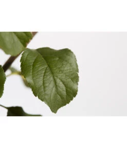 Herbstapfel 'Rubinola' 9 Herbstapfel 'Rubinola' -Geschäft Für Pflanzensamenbedarf 7747165 PR DE 001 ApfelRubinolaMalusBusch95LiterDehnerExpressZS