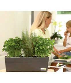 GREENBAR® Naschtomate 6 GREENBAR® Naschtomate -Geschäft Für Pflanzensamenbedarf 7750482 WE MO 003 GreenbarAnleitungIndoorSeidl